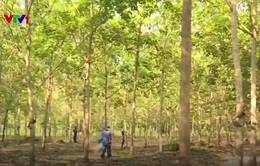 Những cây cao su nghĩa tình trên đất Campuchia