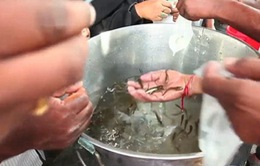 Trào lưu nuốt cá sống để chữa bệnh hen tại Ấn Độ