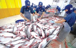 Mỹ kiểm tra nghiêm ngặt cá tra Việt Nam
