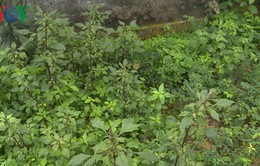 Công an phát hiện hơn 100 cây thuốc phiện được trồng trong vườn