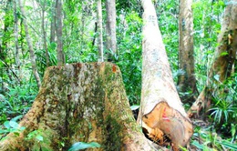 Sẽ khởi tố vụ phá rừng ở Bình Định