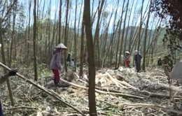 Hà Tĩnh: Giúp dân tiêu thụ cây bị đổ gãy sau bão số 10
