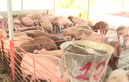 Giải cứu thịt lợn: Không chỉ làm ở phần ngọn