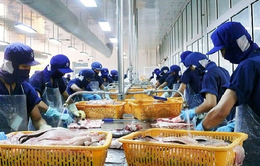 Đề xuất thành lập trung tâm sản xuất cá tra giống chất lượng cao