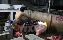 Bình Phước: Phát hiện cơ sở biến thịt lợn nái thải thành lợn rừng lai