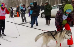Thú vị cuộc thi trượt tuyết với chó kéo tại Nga