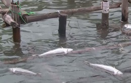 Cá lồng nuôi chết hàng loạt tại đầm Lập An, Thừa Thiên Huế