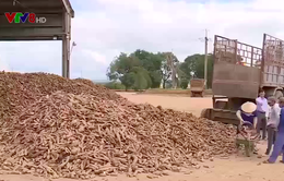 Kon Tum: Nông dân bán sắn bị trừ tạp chất cao