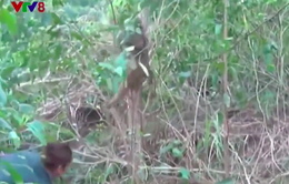 Khánh Hòa: Thả cá thể khỉ mặt đỏ về môi trường tự nhiên