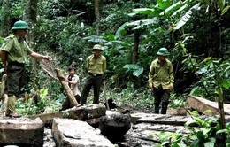 Nghệ An : Khởi tố, bắt tạm giam 2 Trạm trưởng quản lý bảo vệ rừng