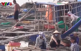 Quảng Ngãi: Cảnh báo "trắng tay" vì ồ ạt nuôi hải sản tự phát