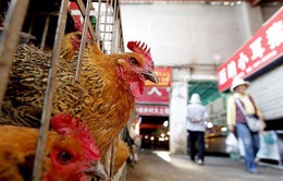 Cúm A/H7N9 từ Trung Quốc có nguy cơ xâm nhập vào Việt Nam
