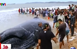 Người dân Brazil giải cứu cá voi 15 tấn mắc cạn