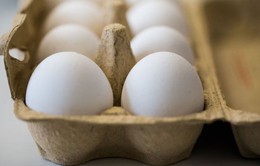 Hà Lan: 2 đối tượng liên quan đến vụ trứng "bẩn" hầu tòa