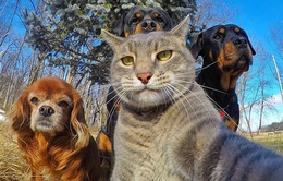 Không chỉ con người, các loài vật cũng có ảnh selfie cực chất