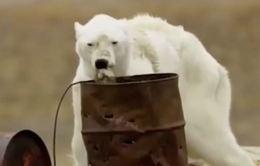 Gấu trắng Bắc cực và những ảnh hưởng đau lòng từ biến đổi khí hậu