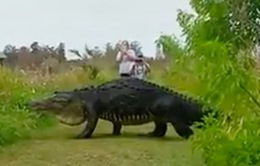 Video cá sấu khổng lồ nhởn nhơ đi dạo gây “bão” MXH