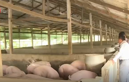 Giá lợn tại Đồng Nai giảm sâu, thương lai ép giá người chăn nuôi