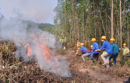 Quảng Nam tăng cường phòng chống cháy rừng