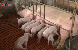 Lợn giống tăng giá gấp 3 - 4 lần