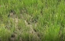 Bệnh lùn sọc đen trên lúa bùng phát ở Quảng Trị