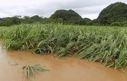 Gần 2.000 ha mía ở Hậu Giang bị ngập úng