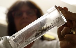 Mỹ: Florida thả 20.000 con muỗi biến đổi gen để chống Zika