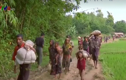 Myanmar lập ủy ban cố vấn thực thi khuyến nghị về bang Rakhine