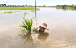 Hơn 7.000 ha lúa ở Nam Định phải cấy lại sau mưa bão
