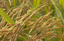 Cần một tầm nhìn mới để phát triển ngành lúa gạo Việt Nam