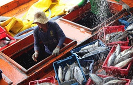 10.000 hộ dân khai thác thủy sản ở Cà Mau được chuyển đổi nghề