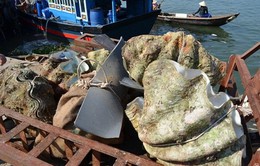 Phát hiện 50 tấn vỏ sò tai tượng quý hiếm tại Bình Thuận