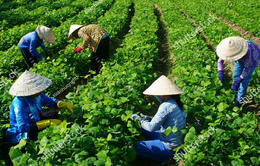 Nông nghiệp Việt Nam thắng lớn trong năm 2017