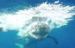 Cá mập trắng hung hăng phá lồng, thợ lặn được phen thót tim