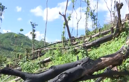 Vụ phá rừng Tiên Lãnh: Yêu cầu huyện Tiên Phước làm rõ trách nhiệm từng đơn vị, cá nhân