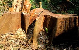 Thủ tướng yêu cầu xử lý nghiêm vụ phá rừng ở Quảng Nam
