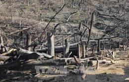 Khởi tố vụ án hủy hoại rừng tại huyện Hoài Ân, Bình Định