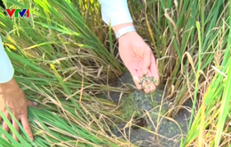 Quảng Bình khống chế bệnh rầy nâu hại lúa