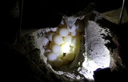 Mùa rùa biển đẻ trứng ở Côn Đảo có gì đặc biệt?