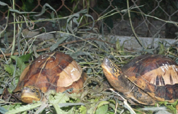Phát hiện vụ mua bán, tàng trữ 2 cá thể rùa tại Bà Rịa - Vũng Tàu
