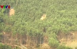 Quảng Bình: Kỷ luật hàng loạt cán bộ để mất rừng