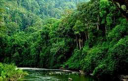 Cả nước còn hơn 10 triệu ha rừng tự nhiên
