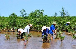 Quảng Ngãi đầu tư 35 tỷ đồng ứng phó biến đổi khí hậu