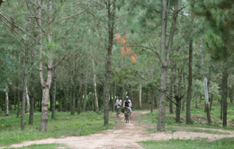 Phú Yên: Phê duyệt dự án bảo vệ và phát triển rừng phòng hộ, rừng đặc dụng