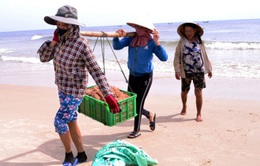 Ngư dân Quảng Trị được mùa ruốc biển