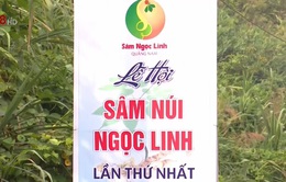 Nam Trà My (Quảng Nam) sẵn sàng cho Lễ hội sâm núi Ngọc Linh