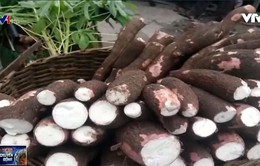 Bio Cassava Plus – Dự án dùng sắn đẩy lùi nạn đói