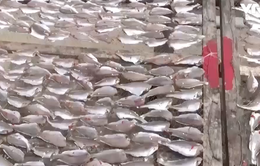 Tràn lan cá khô không an toàn