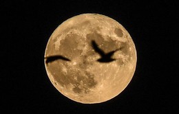 Siêu mặt trăng sẽ xuất hiện vào ngày 3/12