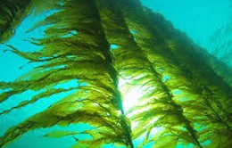 Ly được làm từ tảo biển